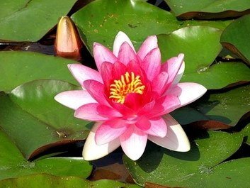 हरियाणा का राज्य पुष्प – कमल